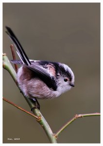 Long-tailed Tit