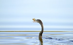 Anhinga