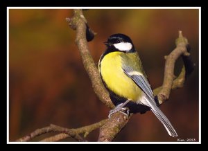 Great Tit at Sunrise