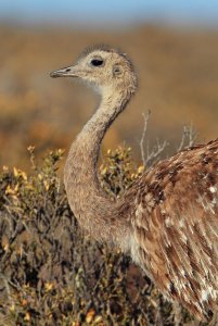 Lesser rhea, Darwin's rhea