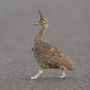 Elegant crested tinamou, Martineta tinamou