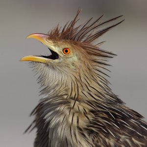 Guira cuckoo