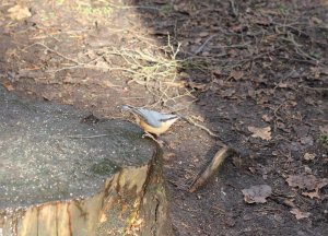 Nuthatch