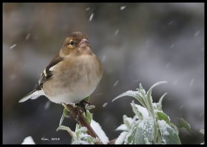 Chaffy in Snow