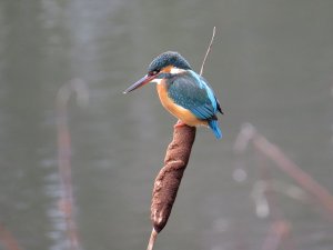 Kingfisher