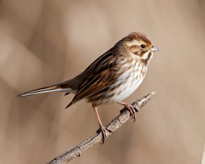 Mrs Reed Bunting