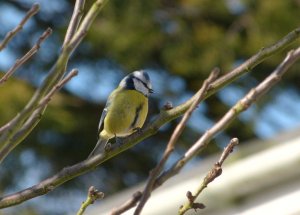 Blue tit