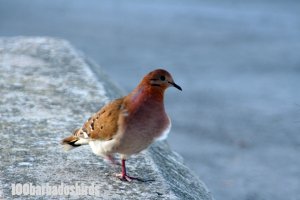 Zenaida Dove