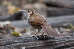 Large Scimitar Babbler