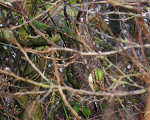 Long-eared Owl