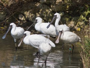 Black Faced Spoonbill