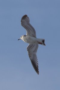 Common gull?