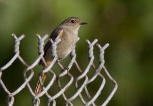 Daurian Redstart ( female )