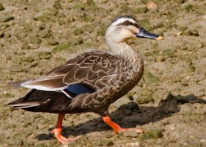 Spot Billed Duck