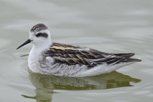 Red-necked Phalarope