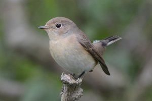 Red-breasted Flycatcher