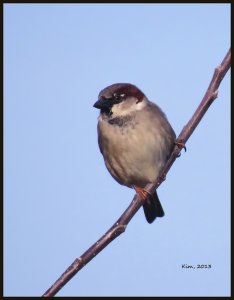 House Sparrow