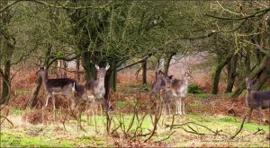 Fallow Deer