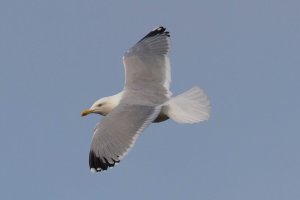 Herring Gull