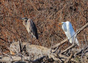 Great Egret with Great Blue Heron