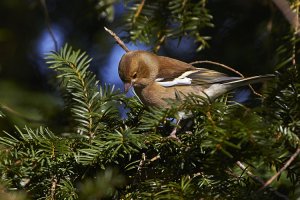 Female Chaffinch