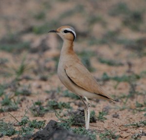 Cream Coloured Courser