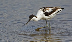 Avocet