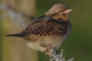 Wryneck