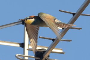 Bee-eater