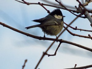 Coal Tit