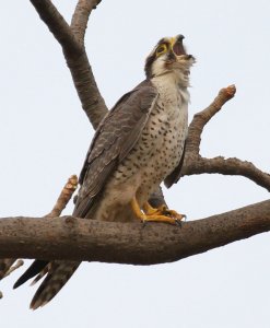 Cry Baby Oops Lanner Falcon