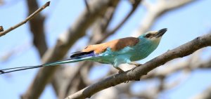 Abyssinian Roller