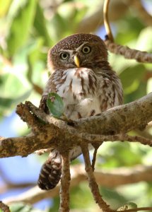 Pearl Spotted Owlet