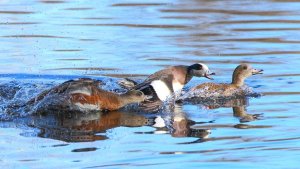 Wigeon Squabble