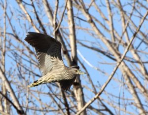 Juvenile Black Crowned Night Heron