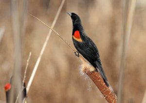 Red Winged Blackbird