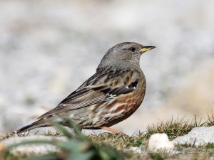 Alpine Accentor