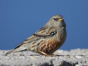 Alpine Accentor