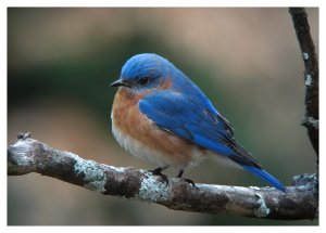 Eastern Blue-bird