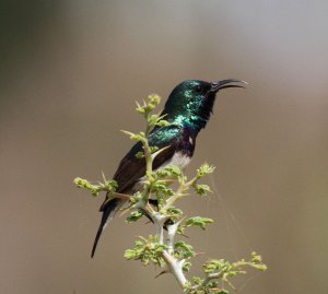 splendid-sunbird