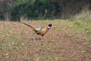 Pheasant on the move