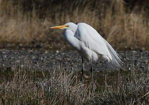 Great White Egret