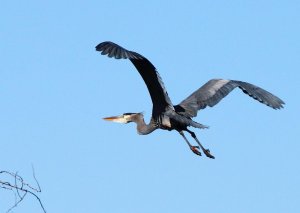 .Great Blue Heron