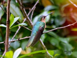 Rufous Sabrewing