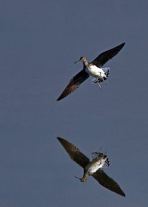 Green Sandpiper