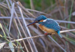 Kingfisher