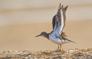 Common Sandpiper