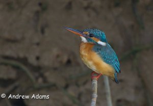 Kingfisher