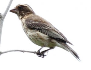 Reichard's seedeater