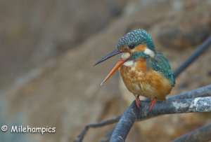 Kingfisher regurgitates a pellet